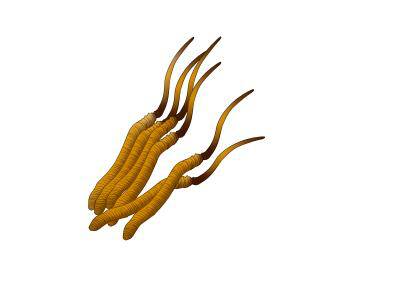 坐月子能吃冬蟲夏草嗎 坐月子吃冬蟲夏草的好處