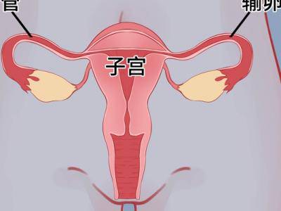 子宮厚度多少來月經(jīng)?月經(jīng)后子宮厚度是多少