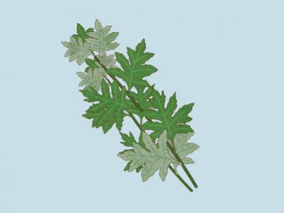 艾葉泡腳的正確方法和時間 艾葉泡腳的禁忌人群