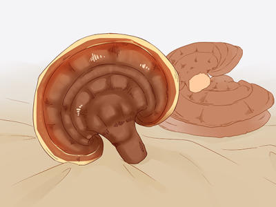 靈芝的功效與作用 靈芝的禁忌