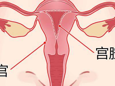 吃什么能保養卵巢和子宮？這三種好處多