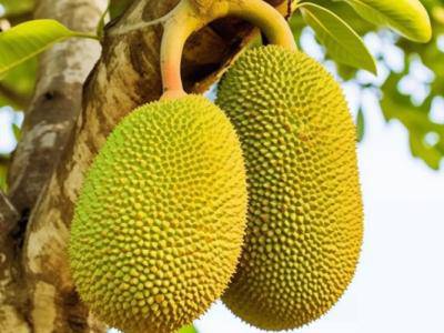 菠蘿蜜是涼性還是熱性 吃菠蘿蜜的好處與禁忌人群