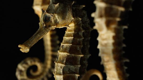 中老年調理身體吃什么