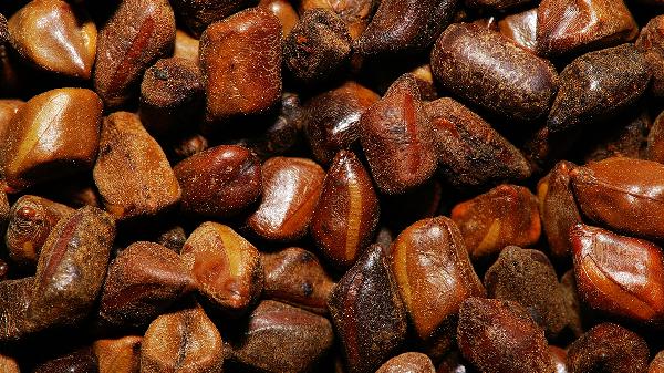 決明子枕頭和蕎麥枕頭哪個好點啊