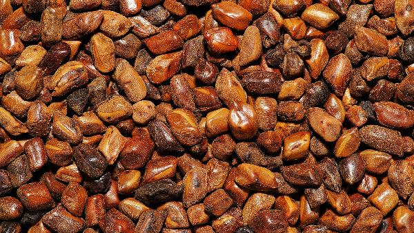 決明子枕頭和蕎麥枕頭哪個好點啊