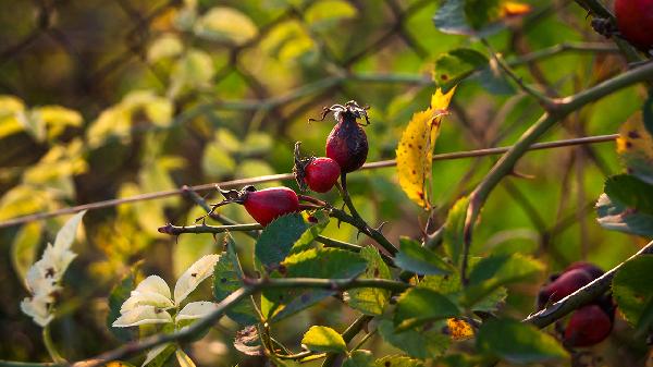 睡眠長期不好怎樣調理-易網健康<a href=http://www.aoa7937.com/jkys/ target=_blank class=infotextkey>養生</a>網 睡眠長期不好怎樣調理