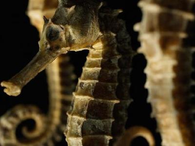 中老年調理身體吃什么